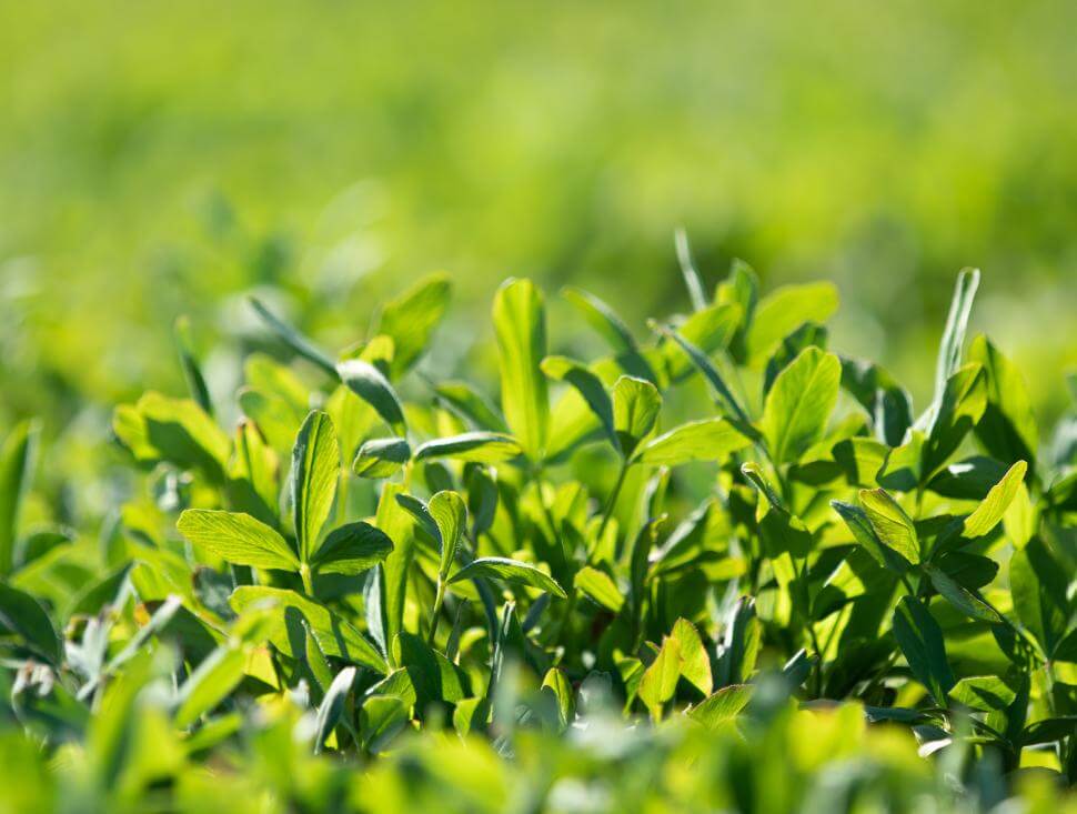A closeup of clover leafs