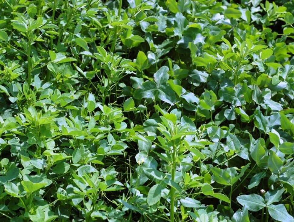 A closeup of clover leafs