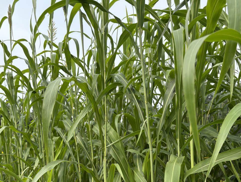 Tall green stalks growing densely in a sunlit field under a clear blue sky.