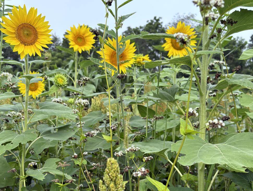 Sunflowers blooming in a bright, open field under a clear blue sky
