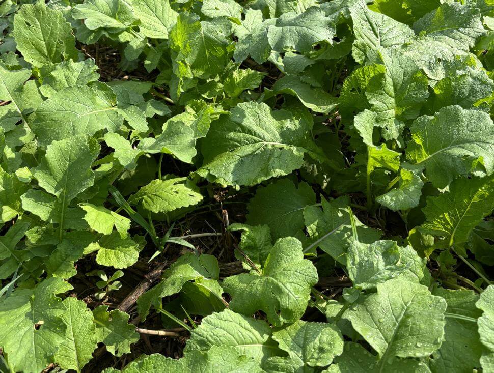 A closeup of leafy plants