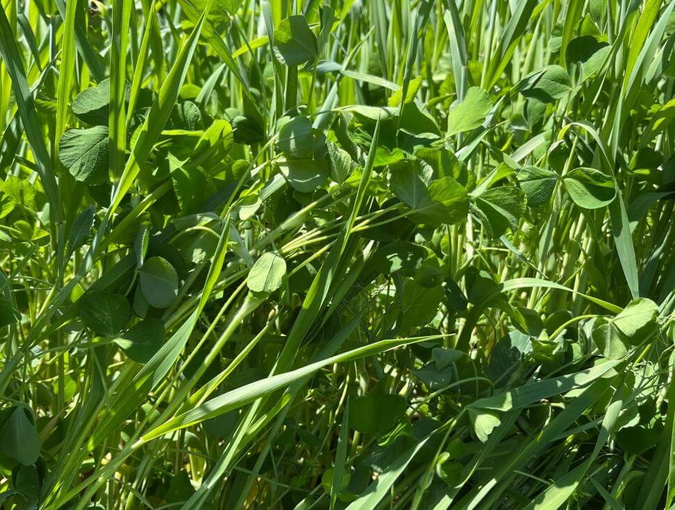 Dense stand of tall green grasses mixed with broadleaf plants and clover, growing vigorously in sunlight with trees in the background