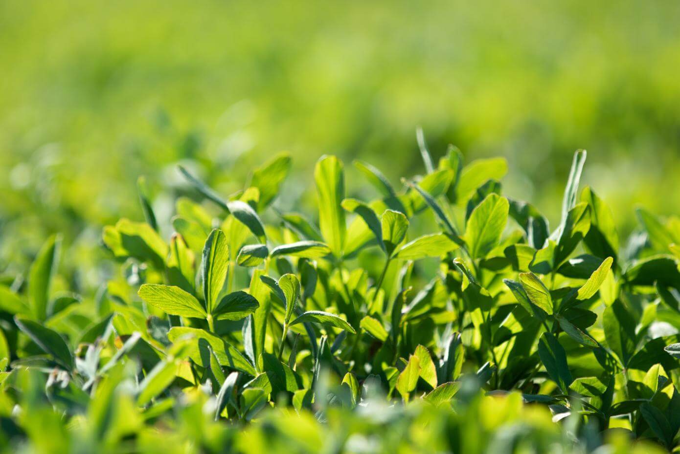 A closeup of clover leafs