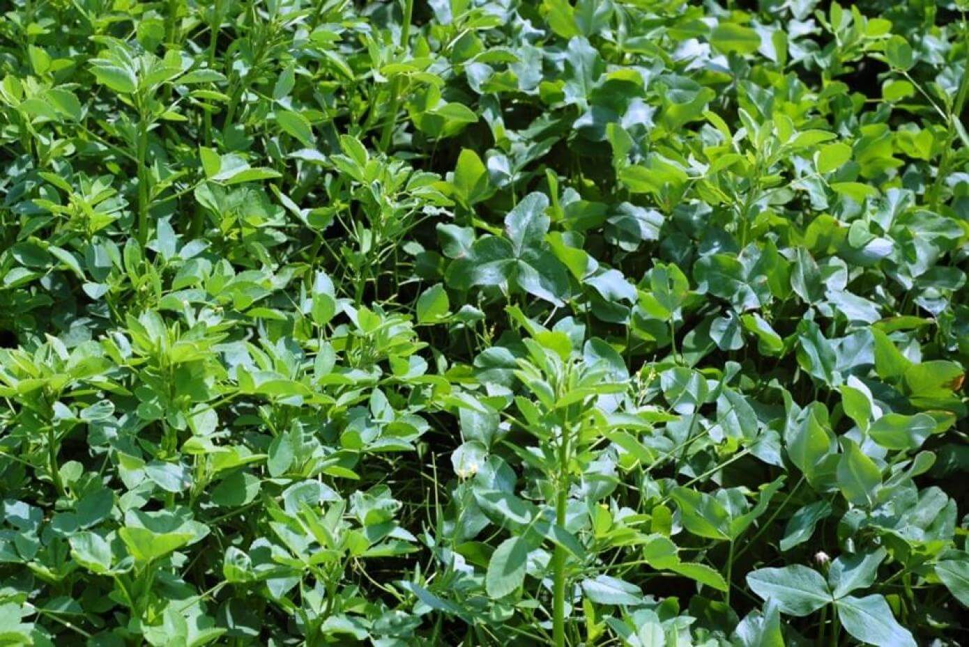 A closeup of clover leafs