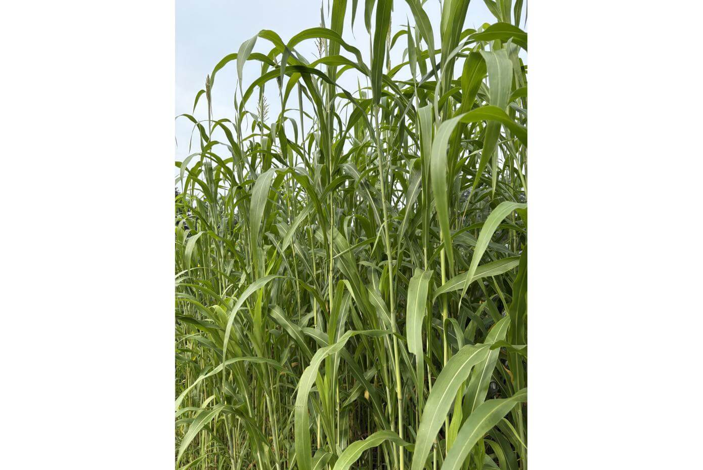 Tall green stalks growing densely in a sunlit field under a clear blue sky.