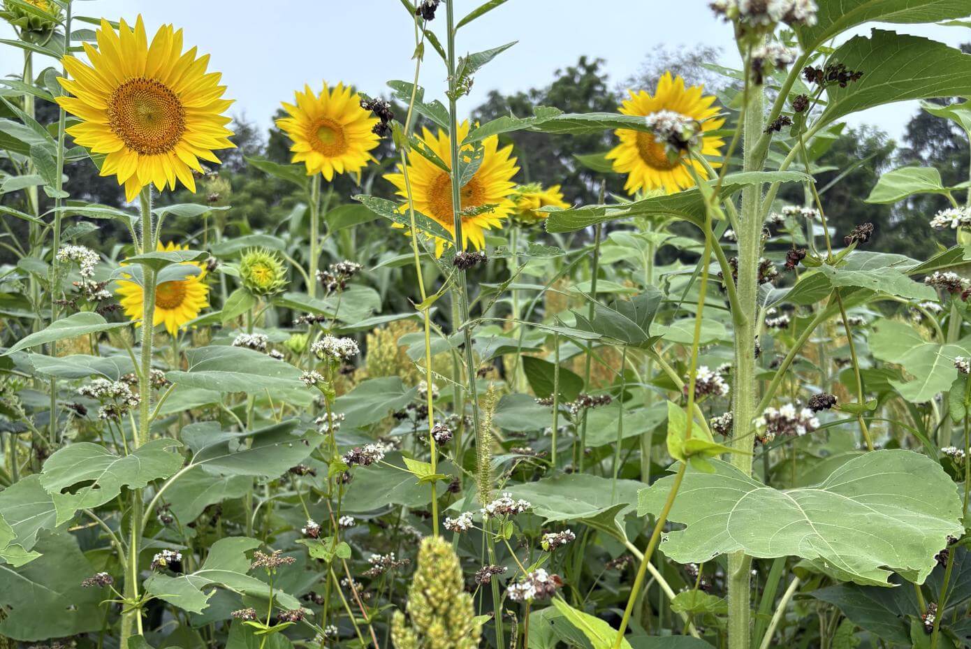 Sunflowers blooming in a bright, open field under a clear blue sky