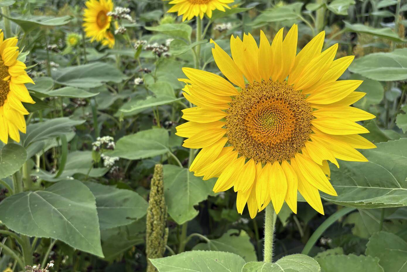 Closeup of sunflower bloom