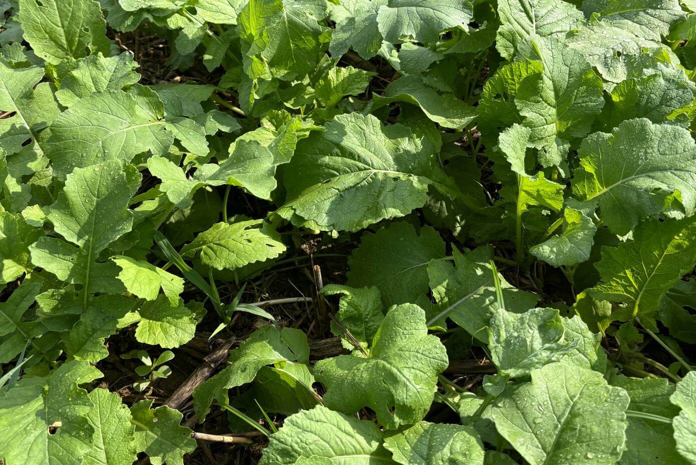 A closeup of leafy plants
