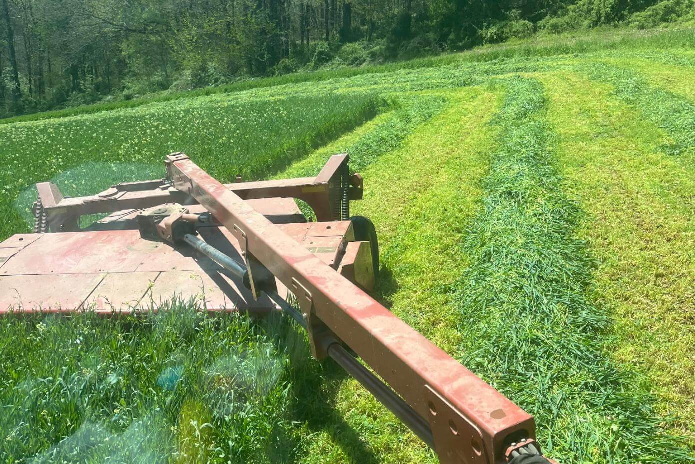 Tractor-mounted mower cutting tall green forage and leaving neat windrows, with a tree line and clear sky in the background