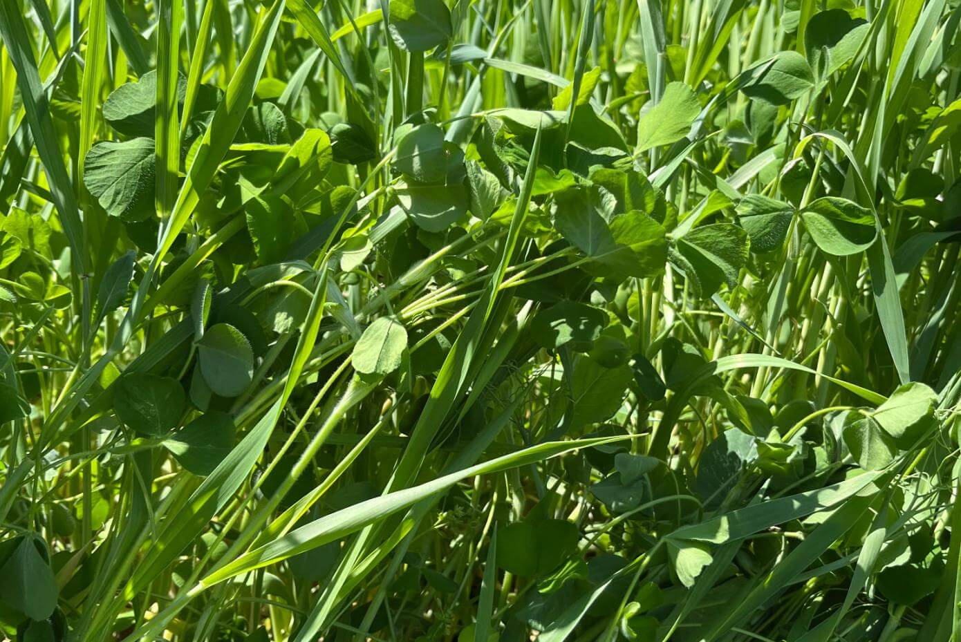 Dense stand of tall green grasses mixed with broadleaf plants and clover, growing vigorously in sunlight with trees in the background