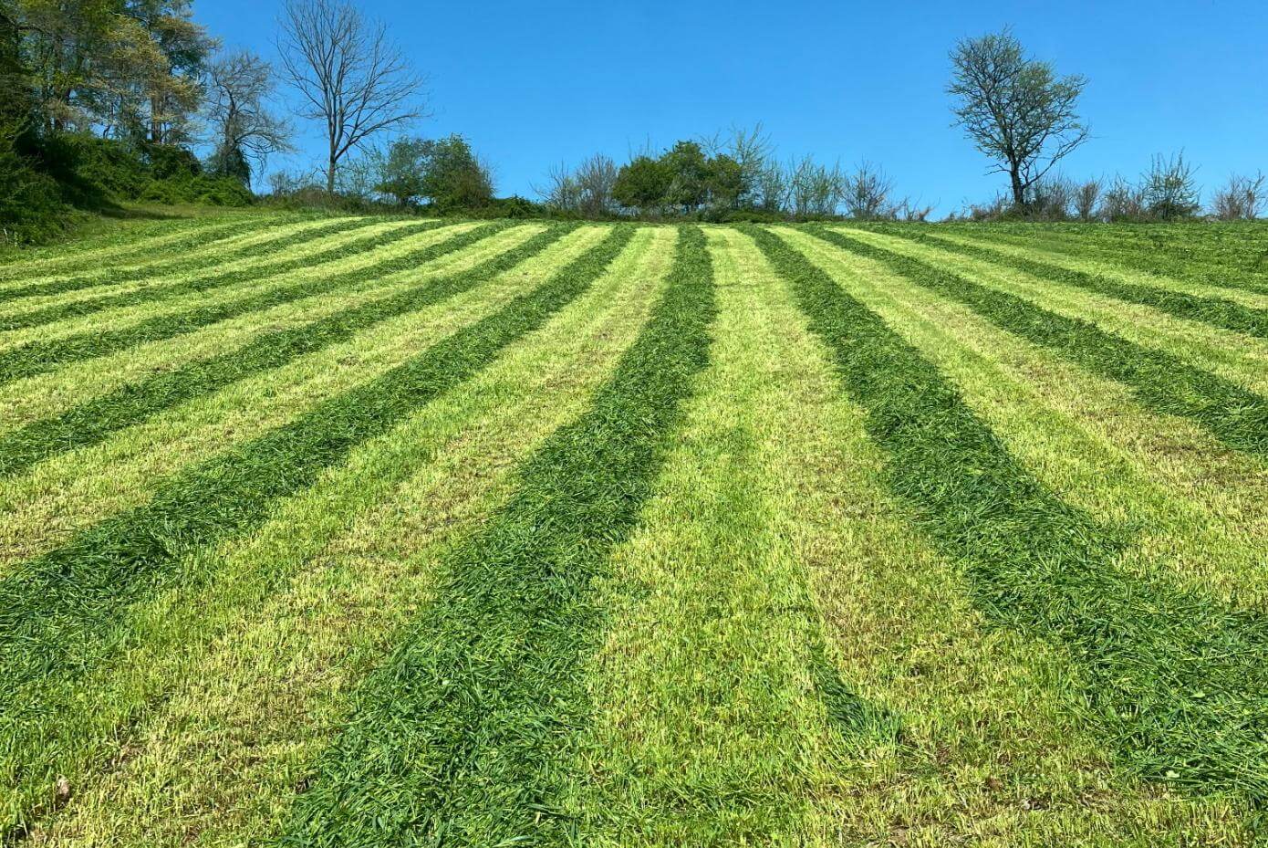 Gently sloping field with alternating light and dark green mowing stripes leading toward a distant tree line under a clear blue sky.