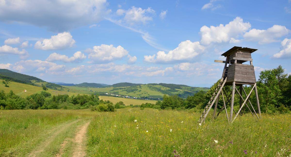 Deer stand in a medow, rolling hillside and dirt road