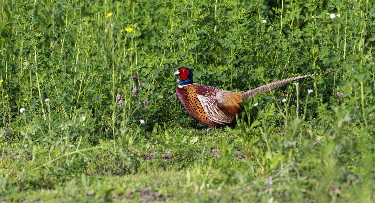 Ring necked pheasent in meadow