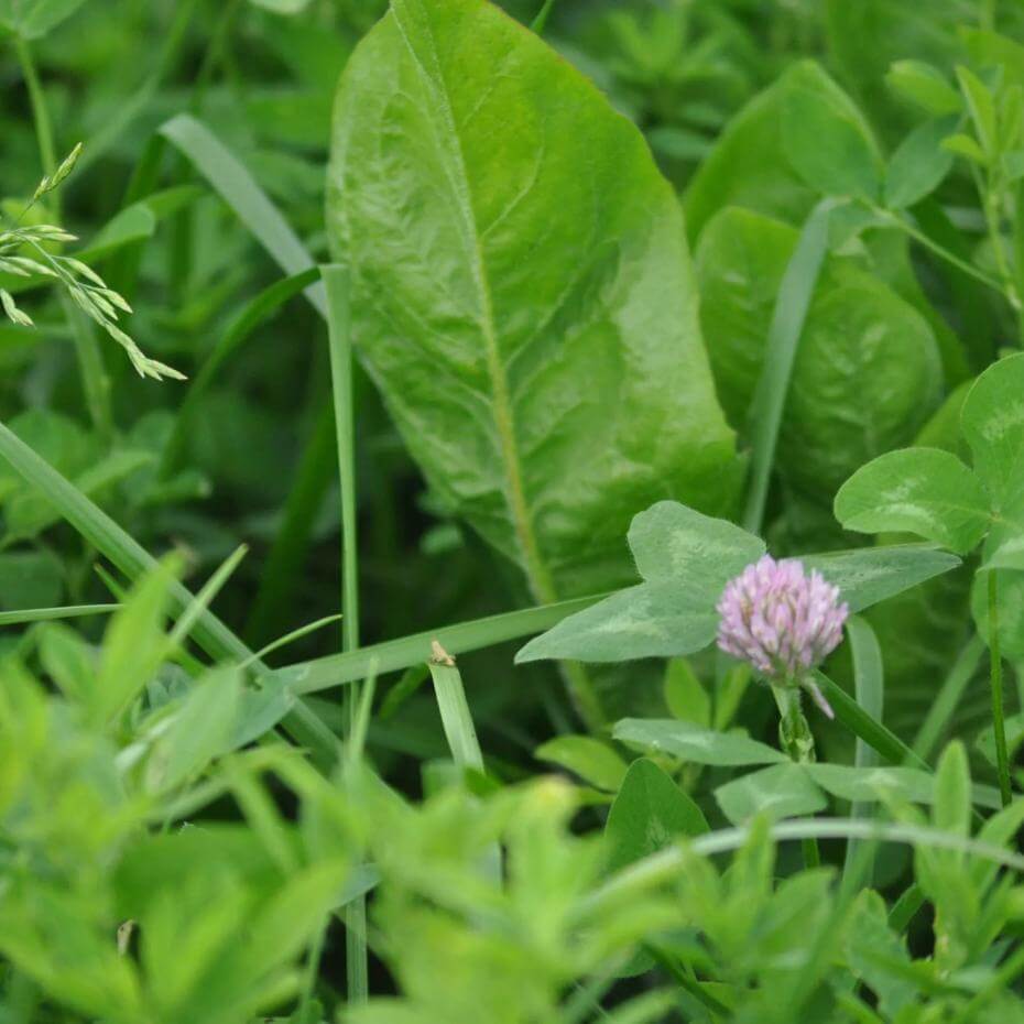 A mix of green vegetation and a clover flower.