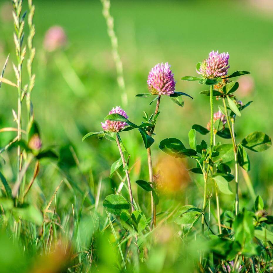 A close-up of blooming pinkish-purple clover flowers nestled in a lush field of green grass. The sharp focus on the foreground highlights the delicate petals and textured leaves.
