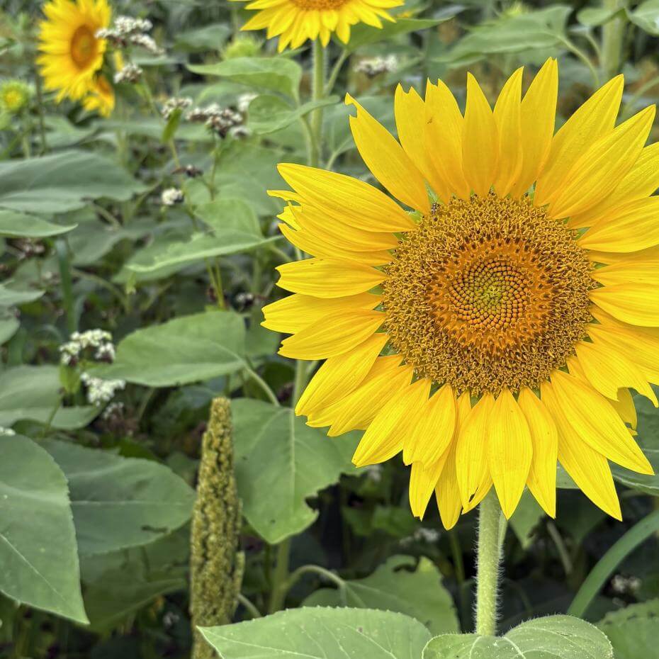 Closeup of sunflower bloom