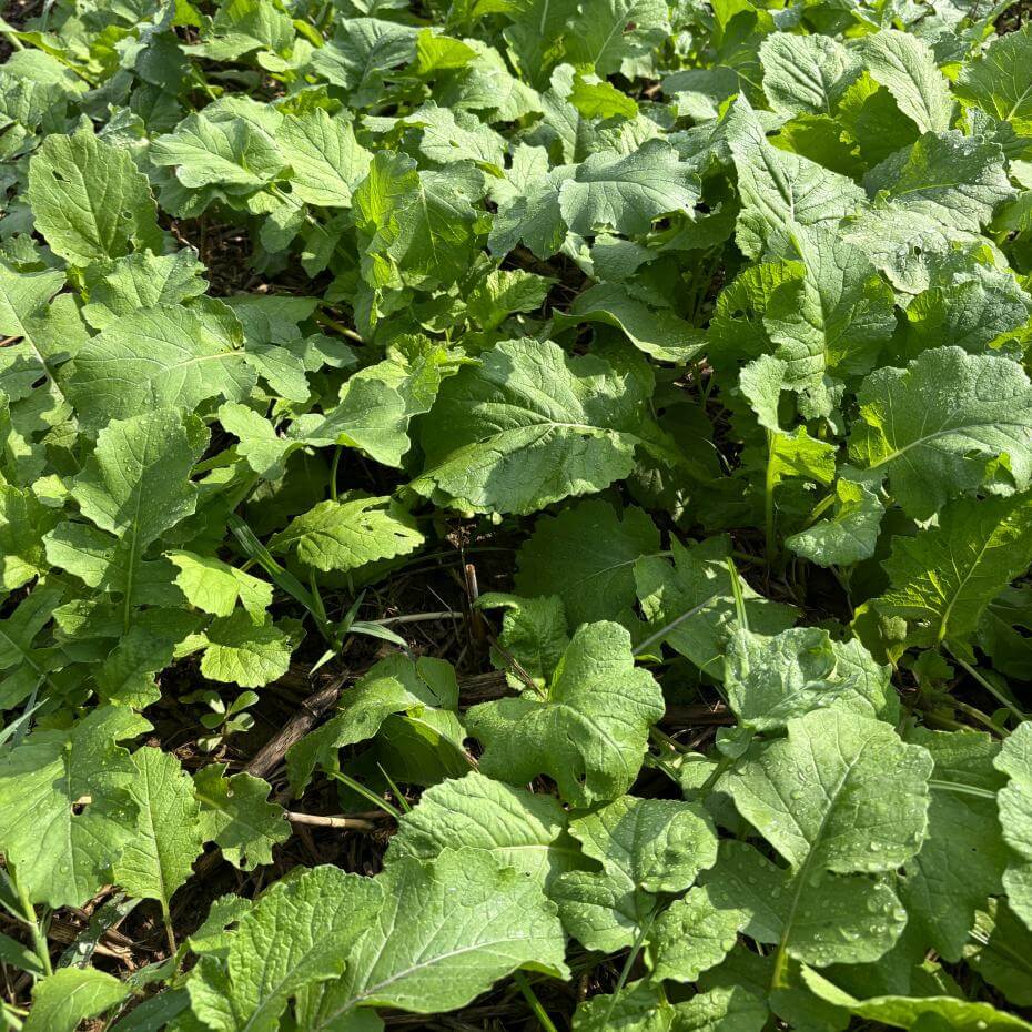 A closeup of leafy plants